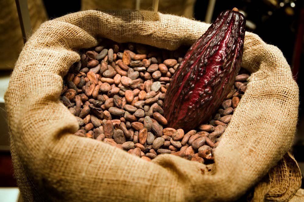 cacao-essential-oil-one-heart