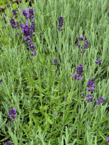 French Lavender - The signature flower of Aromatherapy