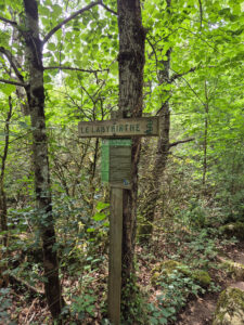 Walking the Labyrinth, the Sacred Forest